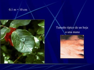0.1 m = 10 cm




                      Tamaño típico de un hoja
106                        o una mano
 
