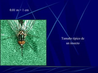 0.01 m = 1 cm




106
                      Tamaño típico de
                         un insecto
 