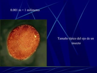 0.001 m = 1 milímetro




                        Tamaño típico del ojo de un
                                  insecto
 