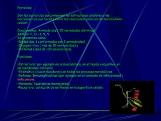 Proteínas: Son las sustancias que componen las estructuras celulares y las herramientas que hacen posible las reacciones químicas del metabolismo celular. Componentes: Aminoácidos ( 20 variedades distintas) Átomos: C, O, H, N, S  Se presentan como: Dipéptidos, ( conformados por 2 aminoácidos)   Oligopéptidos ( más de 10 aminoácidos) y   Proteínas ( más de 100 aminoácidos)   Funciones: Estructural: por ejemplo en la musculatura, en el tejido conjuntivo, en las membranas celulares.   Enzimática (biocatalizadores) en todos los procesos metabólicos.   Defensa: Inmunoglobulinas (por ejemplo en el combate de infecciones) =  anticuerpos .   Hormonal: (sustancias mensajeras).   Receptora: detección de estímulos en la superficie celular.                                                                                                                                           