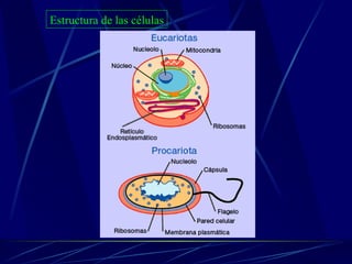 Estructura de las células 