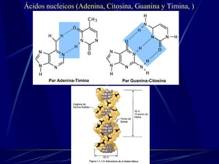 Ácidos nucleicos (Adenina, Citosina, Guanina y Timina, ) 