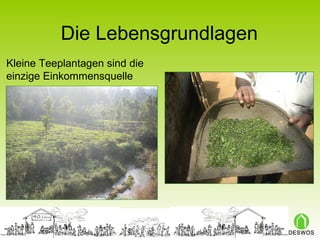 Die Lebensgrundlagen Kleine Teeplantagen sind die  einzige Einkommensquelle 