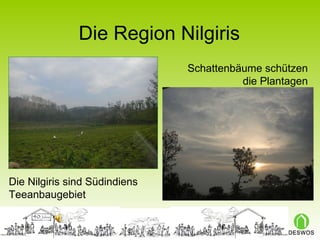 Die Region Nilgiris Die Nilgiris sind Südindiens Teeanbaugebiet Schattenbäume schützen die Plantagen 