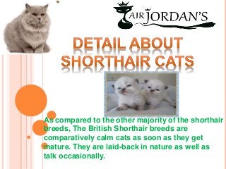 As compared to the other majority of the shorthair 
breeds, The British Shorthair breeds are 
comparatively calm cats as soon as they get 
mature. They are laid-back in nature as well as 
talk occasionally. 
 