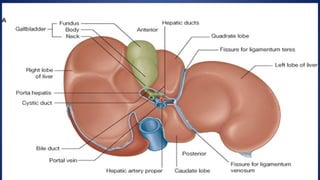 DETAILDE ANATOMY OF LIVER WITH CLINICAL CORRELATES.pptx