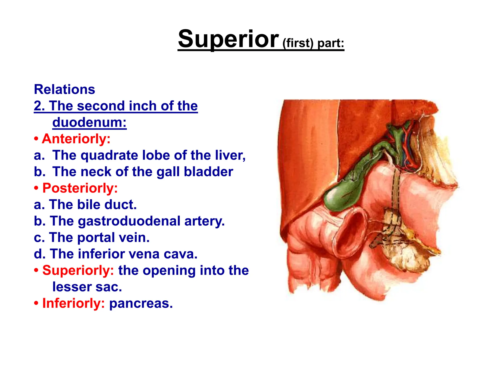 DETAILED ANATOMICAL FEATURES OF DUODENUM.ppt