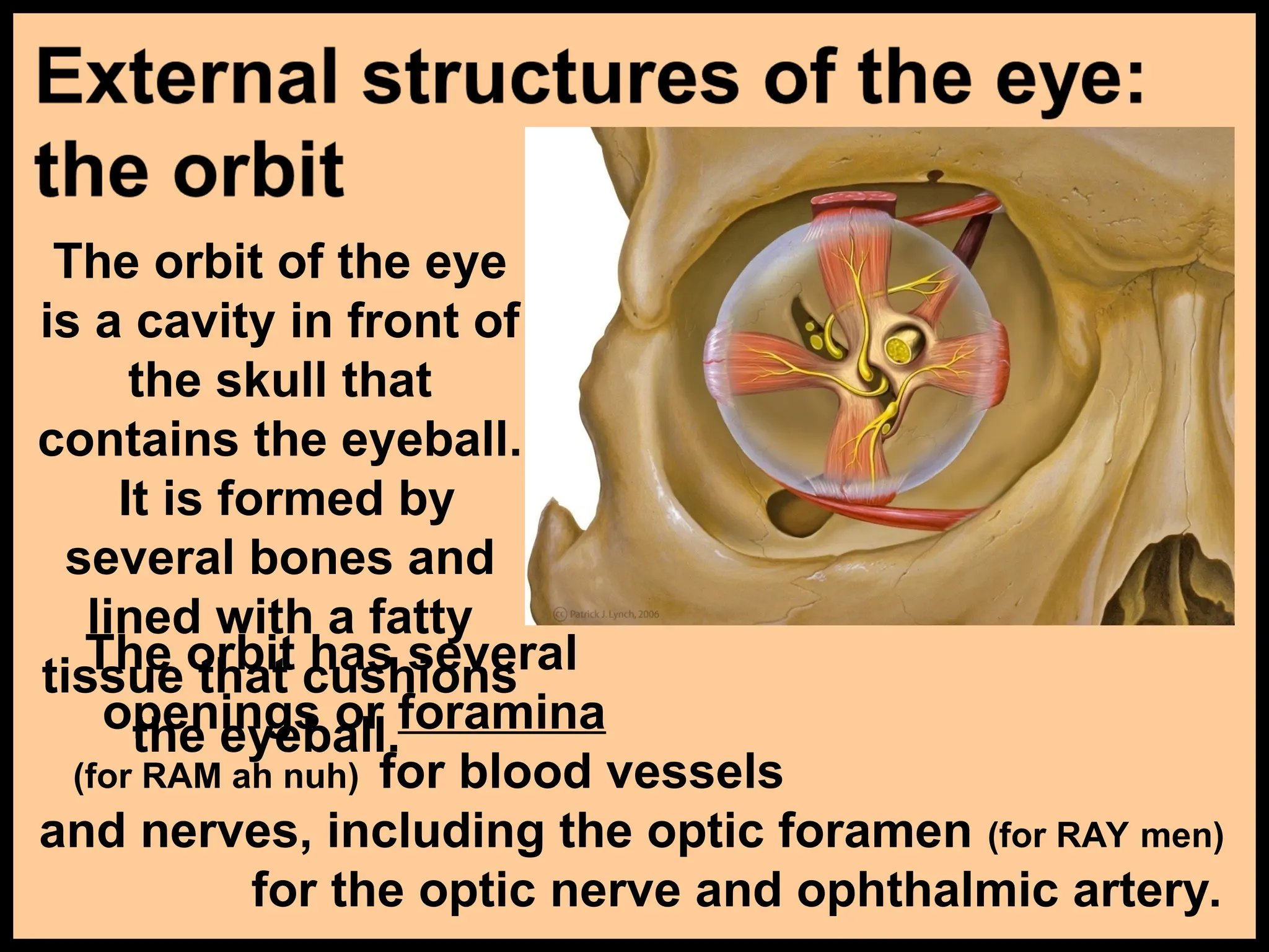 DETAILED ANATOMY OF EYES AND EARS WITH IMAGES | PPT