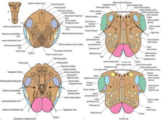 DETAILED ANATOMY OF THE MEDULLA | PPTX