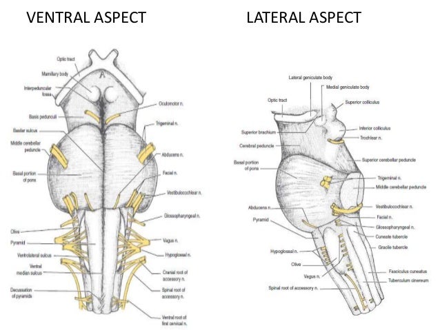 DETAILED ANATOMY OF THE MEDULLA