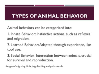Detailed_Consciousness_and_Behavior_Presentation.pptx
