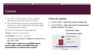 DETAILED REPORT ON GENETIC CODE – Detailed Report on Codons, Wobble ...