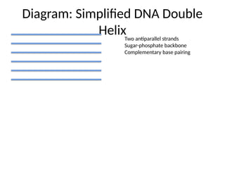 Detailed_Structure_of_DNA_and types MSc.pptx