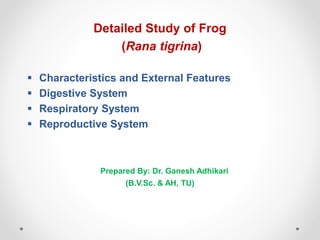 Detailed Study of Frog
(Rana tigrina)
 Characteristics and External Features
 Digestive System
 Respiratory System
 Reproductive System
Prepared By: Dr. Ganesh Adhikari
(B.V.Sc. & AH, TU)
 