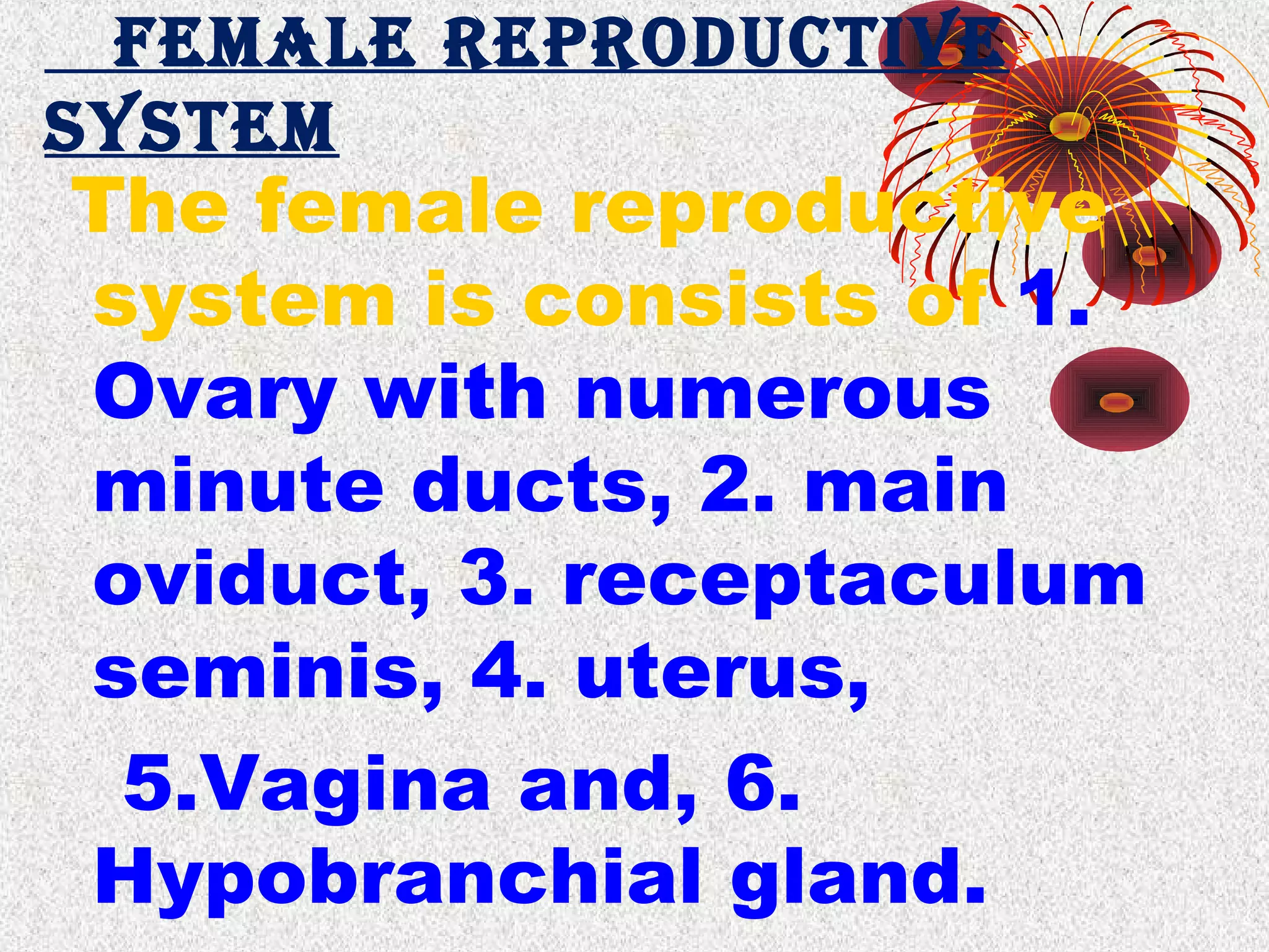 FEMALE REPRODUCTIVE
SYSTEM
The female reproductive
system is consists of 1.
Ovary with numerous
minute ducts, 2. main
oviduct, 3. receptaculum
seminis, 4. uterus,
5.Vagina and, 6.
Hypobranchial gland.
 