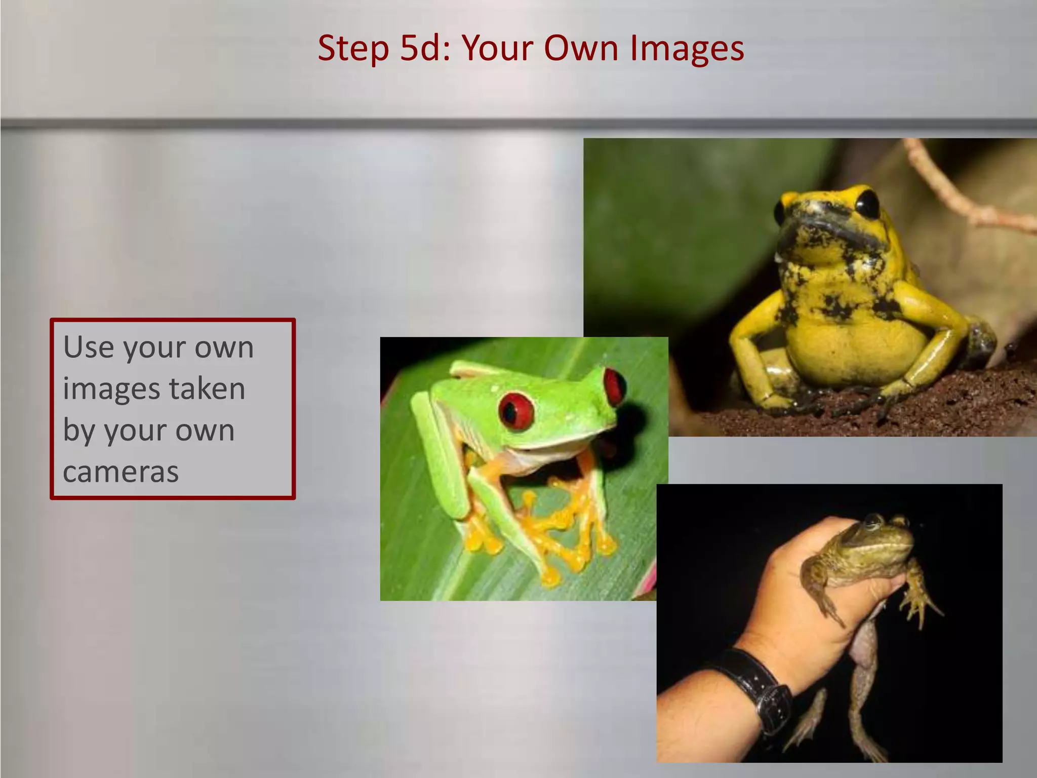 Step 5d: Your Own Images




Use your own
images taken
by your own
cameras
 