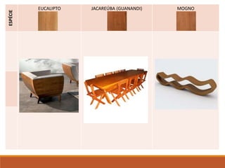 ESPÉCIE EUCALIPTO JACAREÚBA (GUANANDI) MOGNO
 