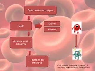 Detección de anticuerpos 
TAGH 
Identificación del 
anticuerpo 
Titulación del 
anticuerpo 
Directo 
Indirecto 
A esta imagen se le modificó el tono a +168 y la 
saturación a -69 y se le añadieron dos anticuerpos 
 
