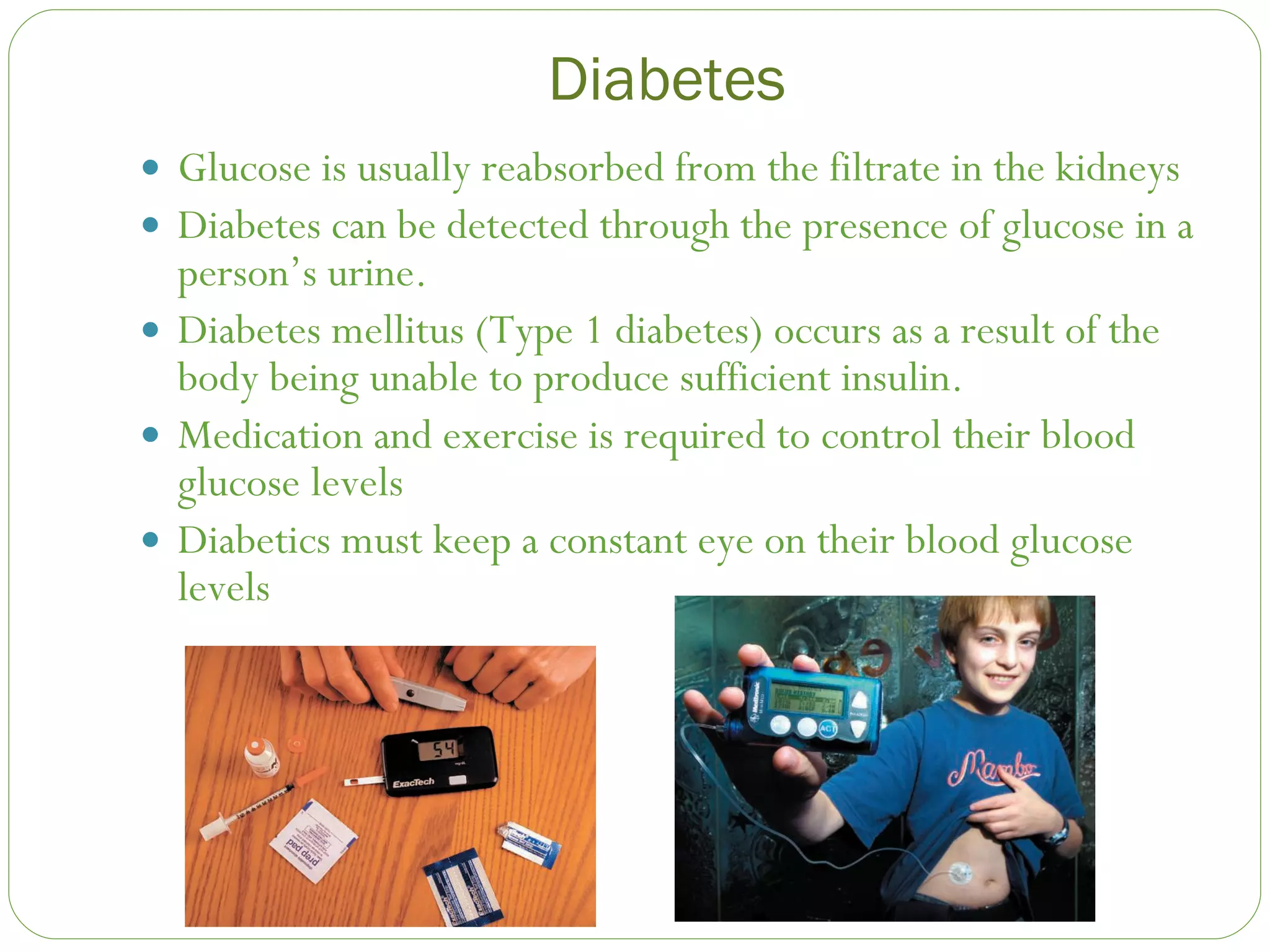 Diabetes Glucose is usually reabsorbed from the filtrate in the kidneys Diabetes can be detected through the presence of glucose in a person’s urine. Diabetes mellitus (Type 1 diabetes) occurs as a result of the body being unable to produce sufficient insulin. Medication and exercise is required to control their blood glucose levels Diabetics must keep a constant eye on their blood glucose levels 