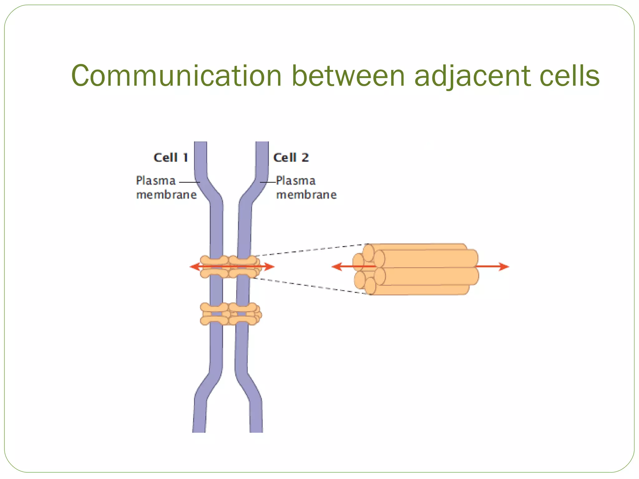 Communication between adjacent cells 