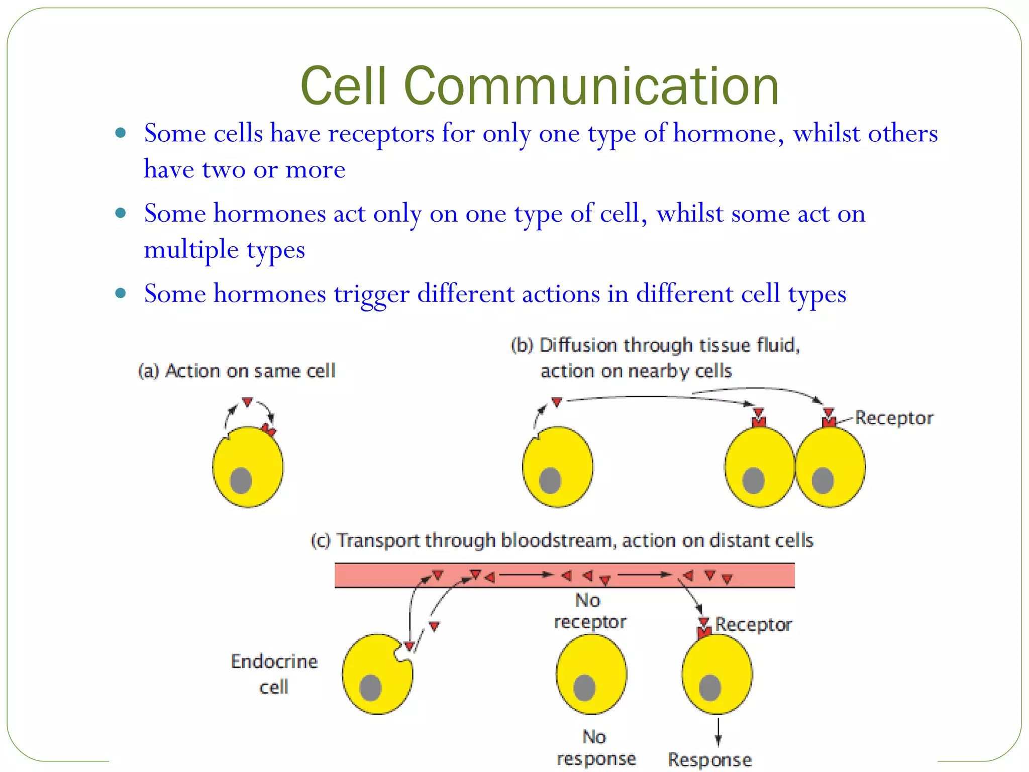Cell Communication Some cells have receptors for only one type of hormone, whilst others have two or more Some hormones act only on one type of cell, whilst some act on multiple types Some hormones trigger different actions in different cell types 