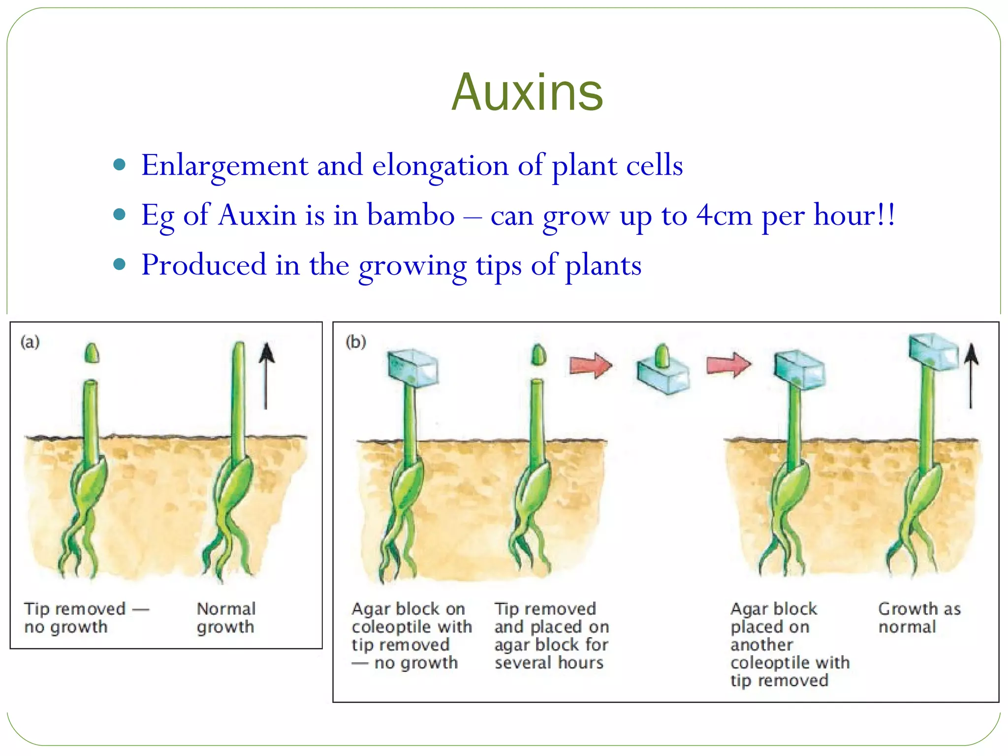 Auxins Enlargement and elongation of plant cells Eg of Auxin is in bambo – can grow up to 4cm per hour!! Produced in the growing tips of plants 