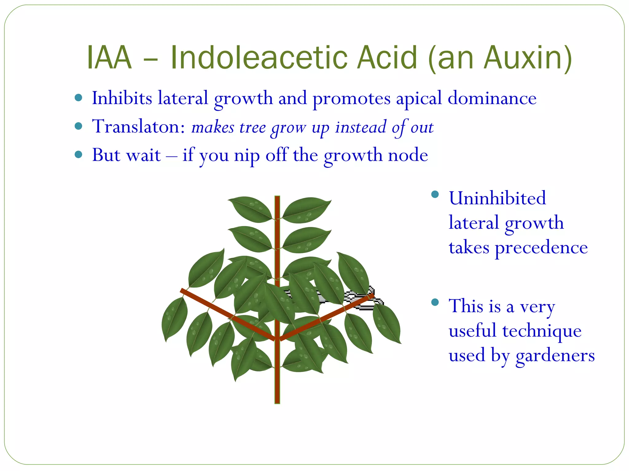 IAA – Indoleacetic Acid (an Auxin) Inhibits lateral growth and promotes apical dominance Translaton:  makes tree grow up instead of out But wait – if you nip off the growth node Uninhibited lateral growth takes precedence This is a very useful technique used by gardeners 