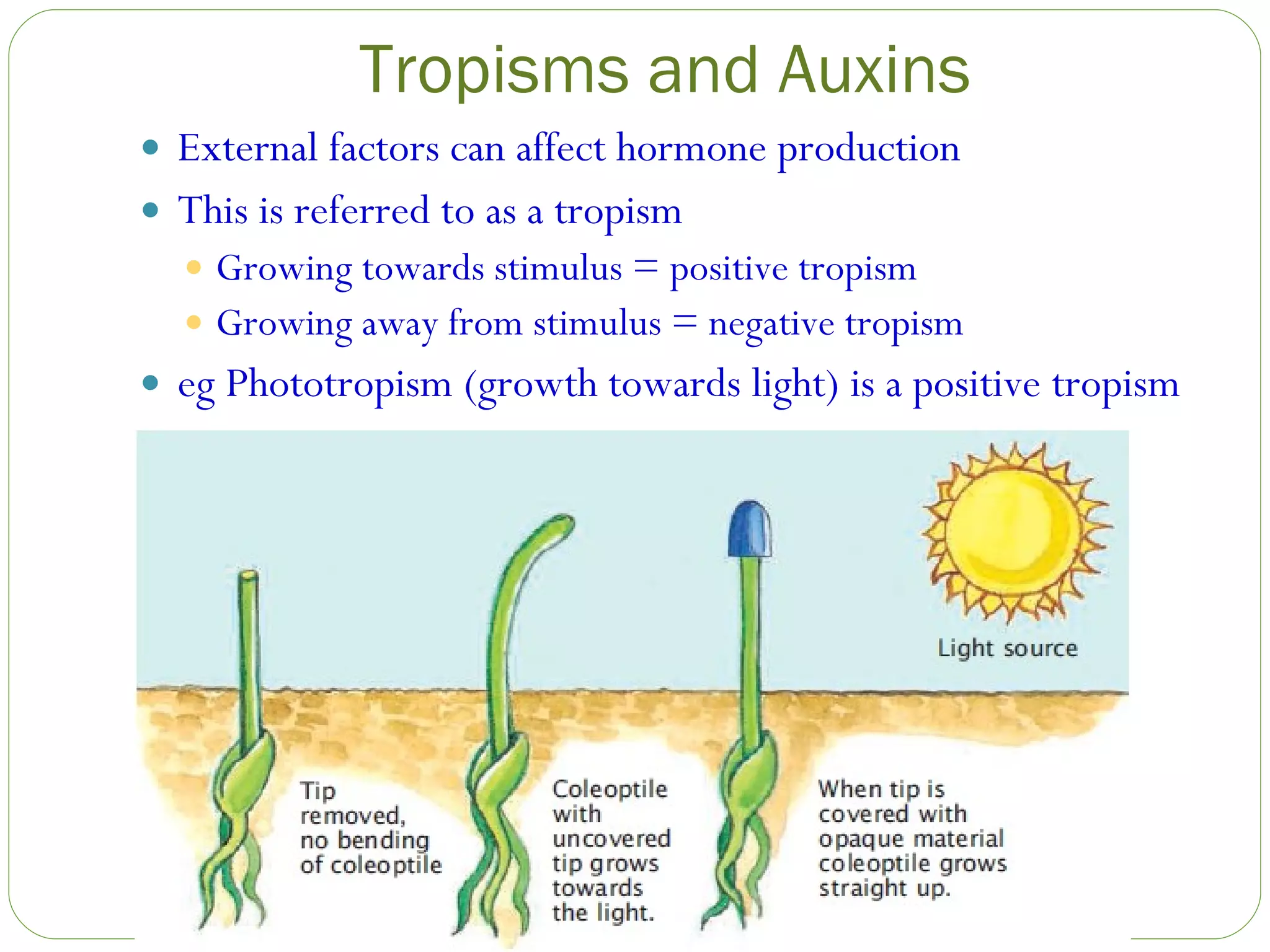 Tropisms and Auxins External factors can affect hormone production This is referred to as a tropism Growing towards stimulus = positive tropism Growing away from stimulus = negative tropism eg Phototropism (growth towards light) is a positive tropism 