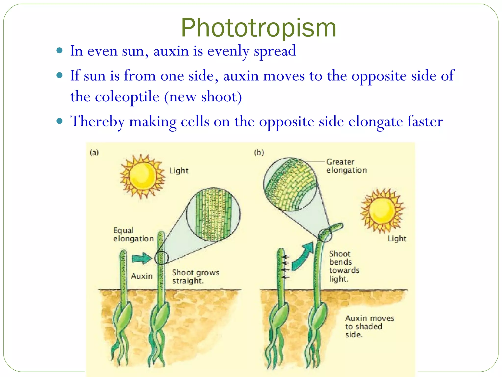 Phototropism In even sun, auxin is evenly spread If sun is from one side, auxin moves to the opposite side of the coleoptile (new shoot) Thereby making cells on the opposite side elongate faster 