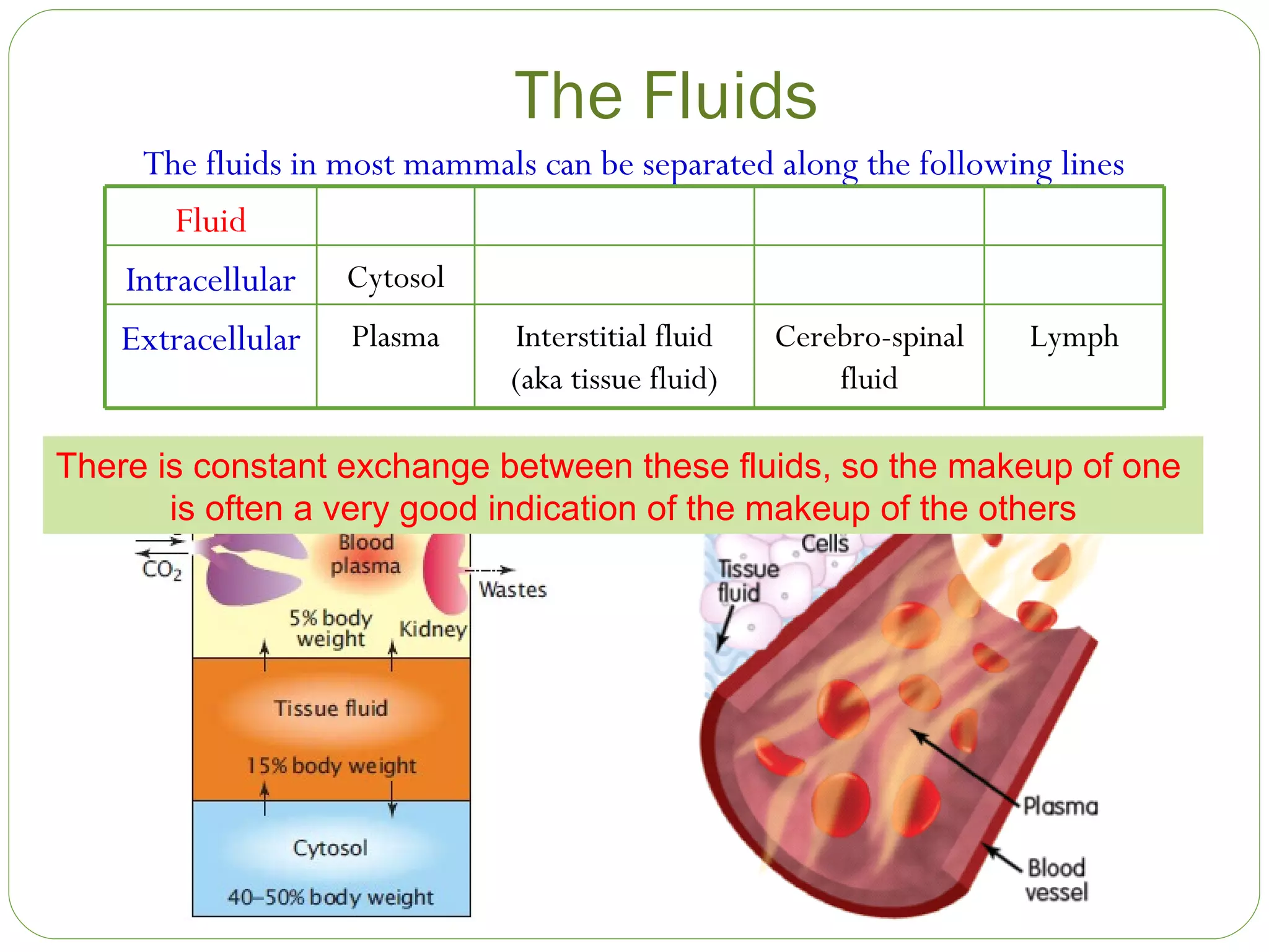 The Fluids The fluids in most mammals can be separated along the following lines There is constant exchange between these fluids, so the makeup of one  is often a very good indication of the makeup of the others Cerebro-spinal fluid Interstitial fluid (aka tissue fluid) Plasma Cytosol Lymph Extracellular Intracellular Fluid 
