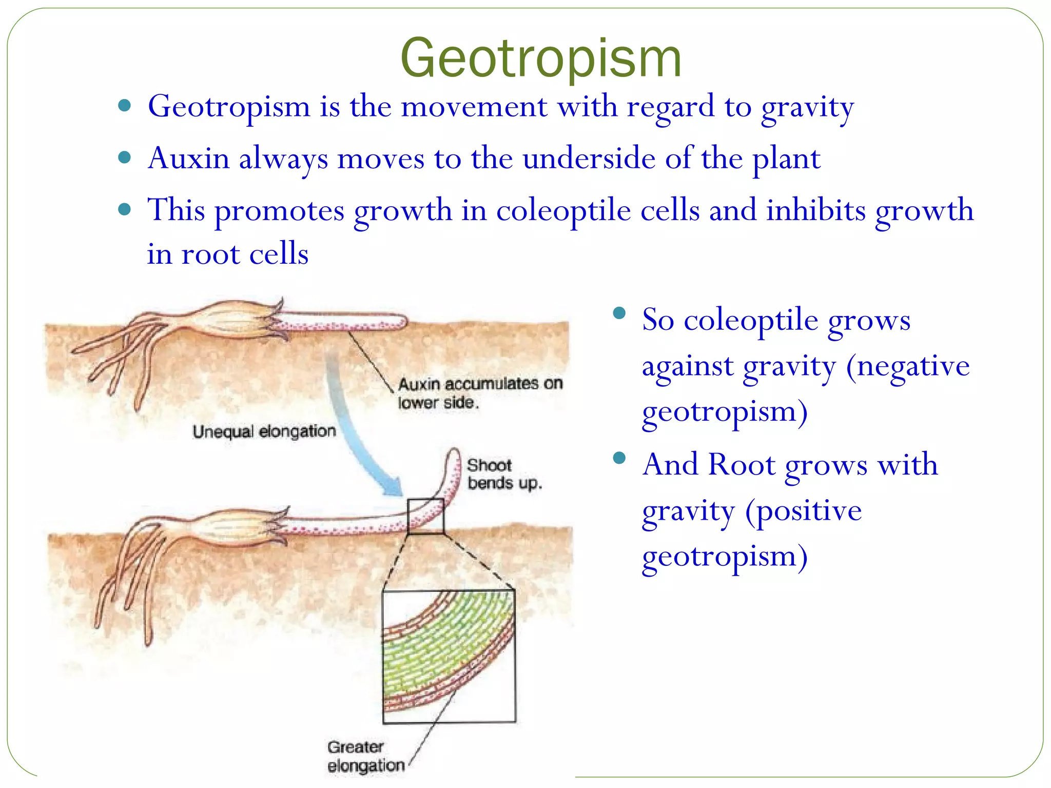 Geotropism Geotropism is the movement with regard to gravity Auxin always moves to the underside of the plant This promotes growth in coleoptile cells and inhibits growth in root cells So coleoptile grows against gravity (negative geotropism) And Root grows with gravity (positive geotropism) 