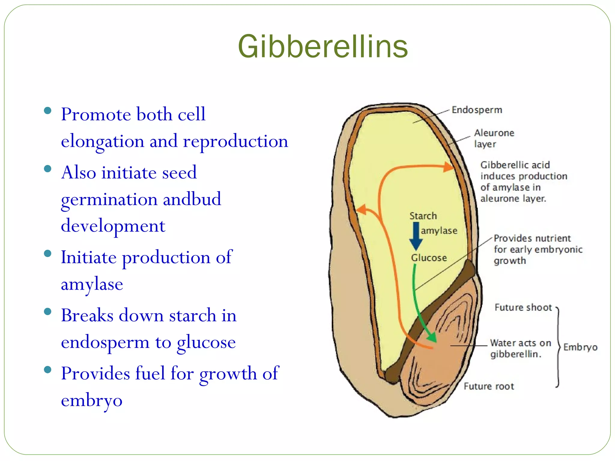 Gibberellins Promote both cell elongation and reproduction Also initiate seed germination andbud development  Initiate production of amylase Breaks down starch in endosperm to glucose Provides fuel for growth of embryo 