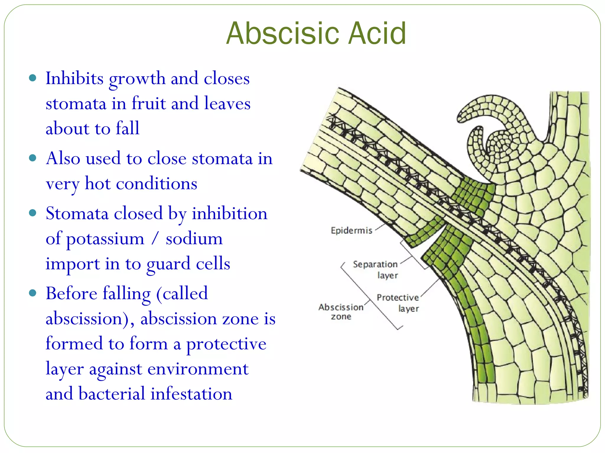 Abscisic Acid Inhibits growth and closes stomata in fruit and leaves about to fall Also used to close stomata in very hot conditions Stomata closed by inhibition of potassium / sodium import in to guard cells Before falling (called abscission), abscission zone is formed to form a protective layer against environment and bacterial infestation 