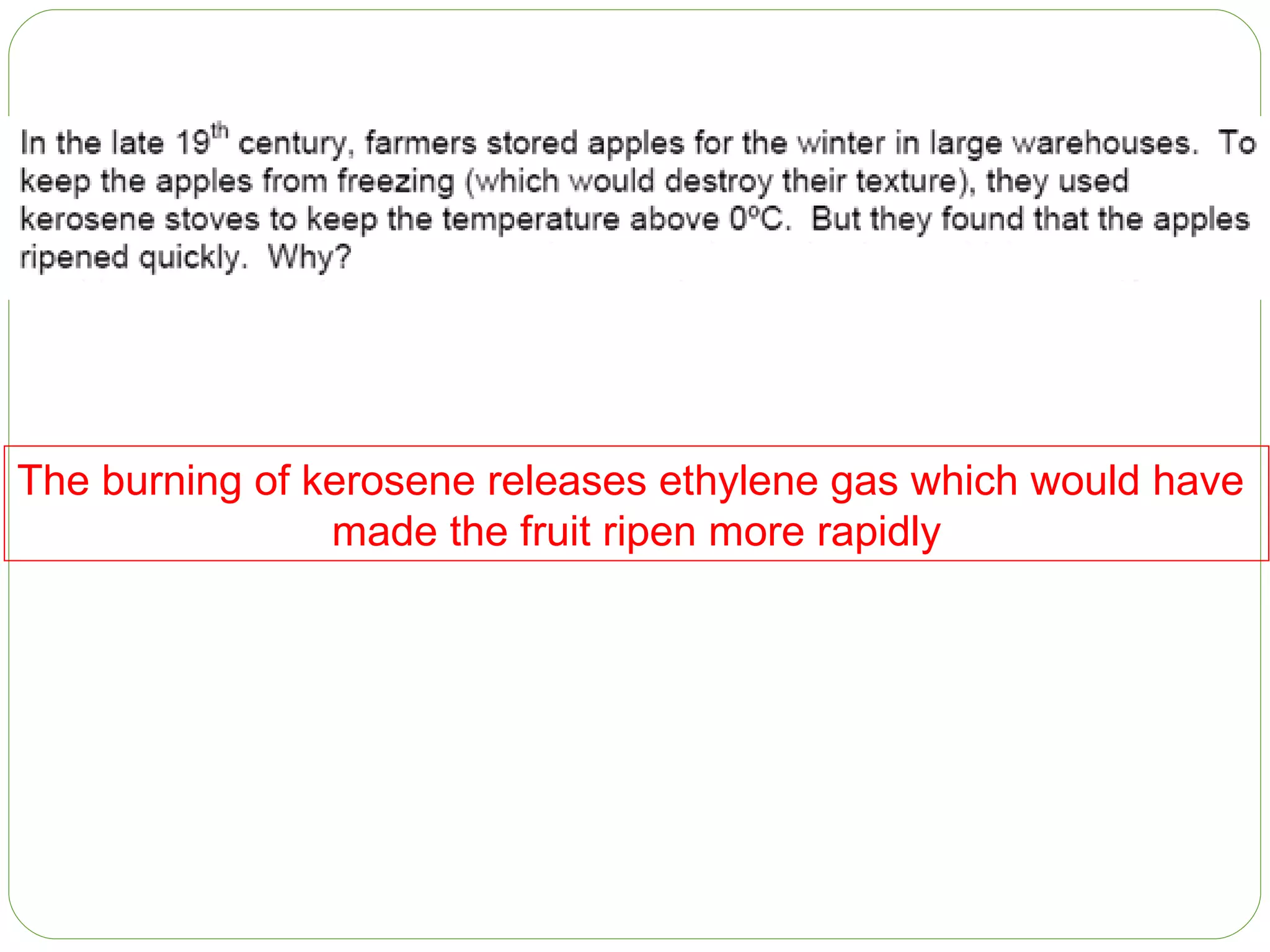 The burning of kerosene releases ethylene gas which would have  made the fruit ripen more rapidly 