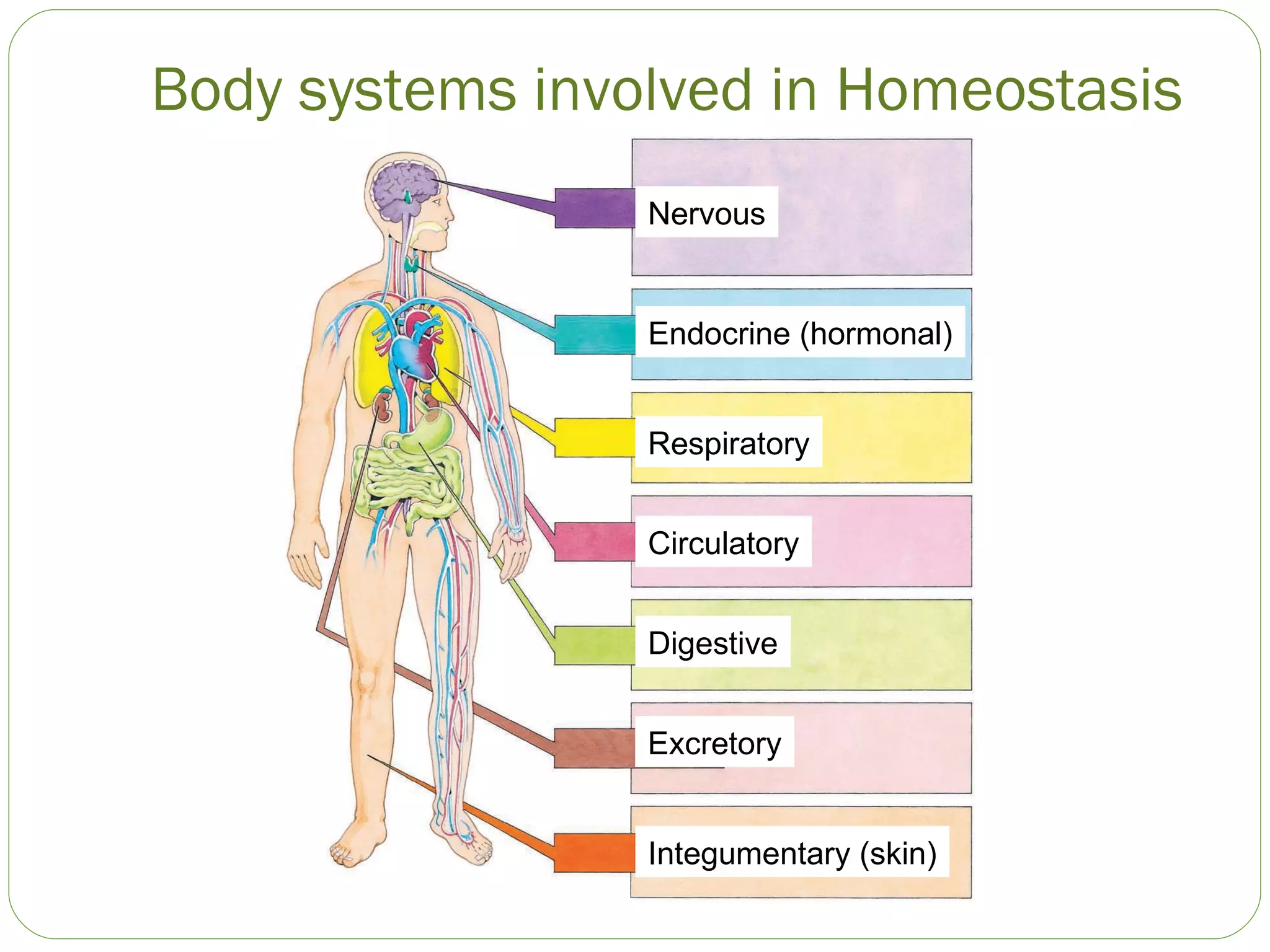 Body systems involved in Homeostasis Nervous Endocrine (hormonal) Respiratory Circulatory Digestive Excretory Integumentary (skin) 