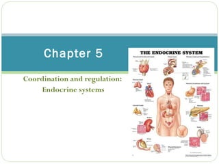Coordination and regulation:  Endocrine systems Chapter 5 