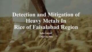 detection and mitigation of heavy metals in rice of fsd region-2.pptx