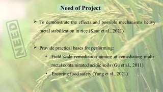 Acidify Rice detection and mitigation of heavy metals in rice of fsd region-2.pptx