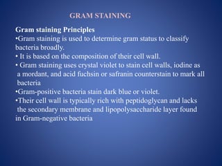 GRAM STAINING
Gram staining Principles
•Gram staining is used to determine gram status to classify
bacteria broadly.
• It is based on the composition of their cell wall.
• Gram staining uses crystal violet to stain cell walls, iodine as
a mordant, and acid fuchsin or safranin counterstain to mark all
bacteria
•Gram-positive bacteria stain dark blue or violet.
•Their cell wall is typically rich with peptidoglycan and lacks
the secondary membrane and lipopolysaccharide layer found
in Gram-negative bacteria
 