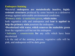Endospore Staining
•Bacterial endospores are metabolically inactive, highly
resistant structures produced by some bacteria as a defensive
strategy against unfavorable environmental conditions.
•Primary stain - is malachite green, which stains
both vegetative cells and endospores and heat is applied to
help the primary stain penetrate the endospore.
•Decolorized with water, which removes the malachite green
from the vegetative cell but not the endospore
• Safranin – counterstain for any cells which have been
decolorized
• At the end of the staining process, vegetative cells will be
pink, and endospores will be dark green
 