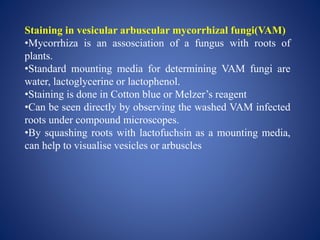 Staining in vesicular arbuscular mycorrhizal fungi(VAM)
•Mycorrhiza is an assosciation of a fungus with roots of
plants.
•Standard mounting media for determining VAM fungi are
water, lactoglycerine or lactophenol.
•Staining is done in Cotton blue or Melzer’s reagent
•Can be seen directly by observing the washed VAM infected
roots under compound microscopes.
•By squashing roots with lactofuchsin as a mounting media,
can help to visualise vesicles or arbuscles
 