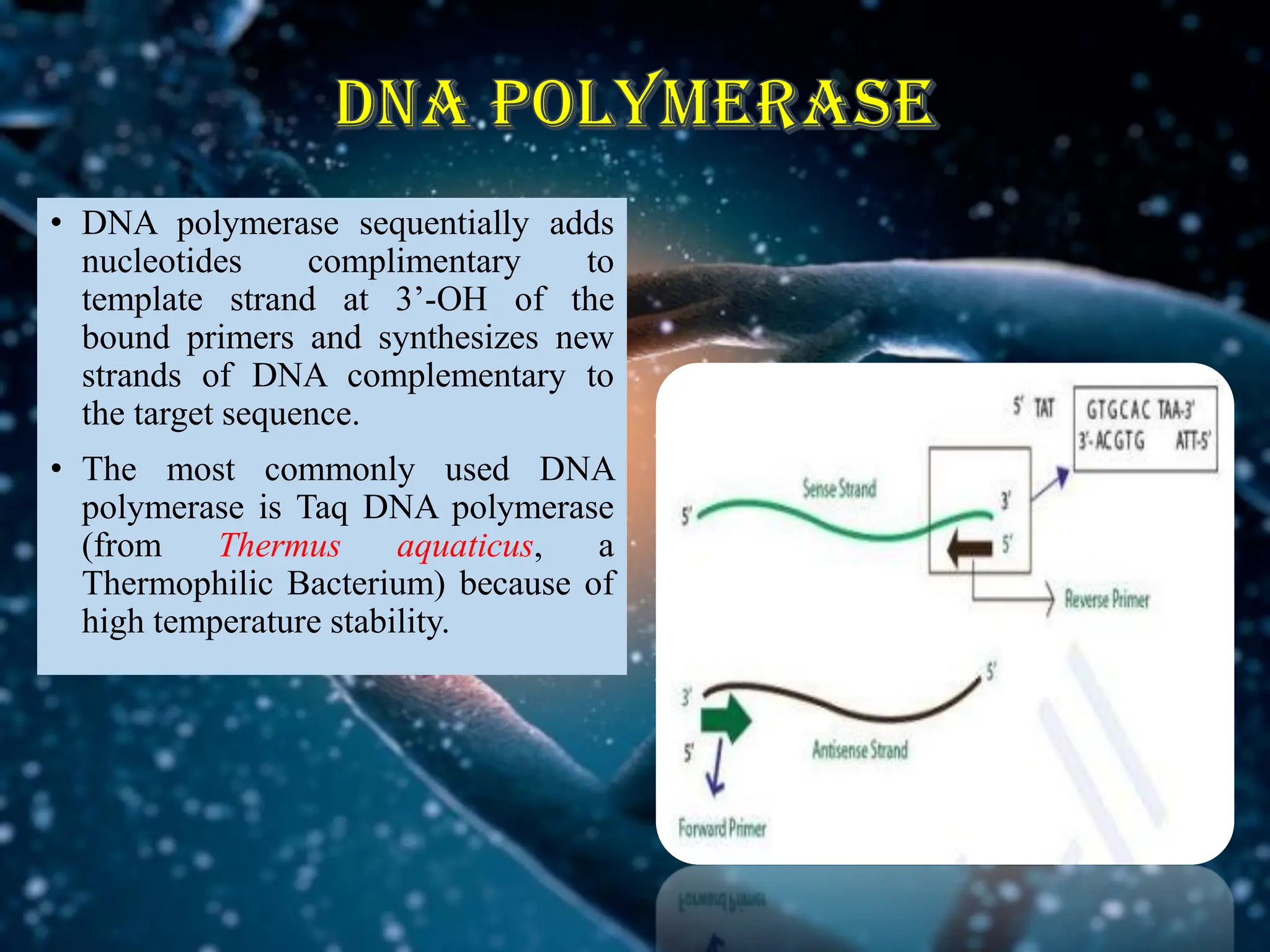 DNA polymerase
• DNA polymerase sequentially adds
nucleotides complimentary to
template strand at 3’-OH of the
bound primers and synthesizes new
strands of DNA complementary to
the target sequence.
• The most commonly used DNA
polymerase is Taq DNA polymerase
(from Thermus aquaticus, a
Thermophilic Bacterium) because of
high temperature stability.
 