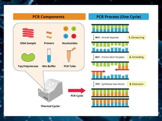 DETECTION OF BACTERIAL PLANT PATHOGENS BY SEROLOGICAL METHODS 2.pdf