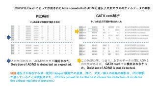 PED解析
In/delは1246個が検出された
GATK ver4解析
In/delは5.9万個が検出された
CRISPR/Cas9 によって作成されたAdrenomedullin2(ADM2)遺伝子欠失マウスのゲノムデータの解析
この矢印の...