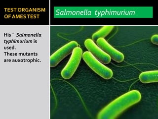 TEST ORGANISM
OF AMESTEST
His ⁻ Salmonella
typhimurium is
used.
These mutants
are auxotrophic.
Salmonella typhimurium
 