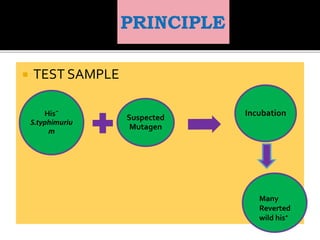  TEST SAMPLE
Hisˉ
S.typhimuriu
m
Suspected
Mutagen
Incubation
Many
Reverted
wild his⁺
 