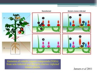 Jansen et al 2011
Emission of volatile organic compounds (VOCs)
from non-infected and Botrytis cinerea–infected
tomato plants.
 