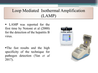 Loop Mediated Isothermal Amplification
(LAMP)
 LAMP was reported for the
first time by Notomi et al (2000)
for the detection of the hepatitis B
virus.
The fast results and the high
specificity of the technique for
pathogen detection (Yan et al
2017).
 