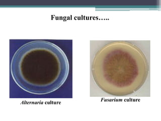 Alternaria culture
Fusarium culture
Fungal cultures…..
 