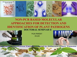 NON-PCR BASED MOLECULAR
APPROACHES FOR DETECTION AND
IDENTIFICATION OF PLANT PATHOGENS
DOCTORAL SEMINAR II
PUJA PANDEY
41124
1
 